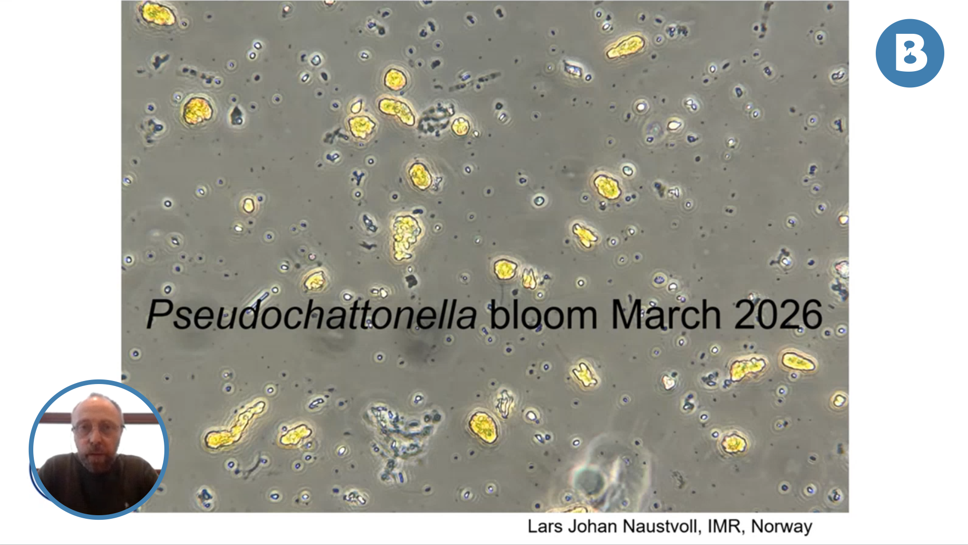 Image for Pseudochattonella – hva vi vet om arten og hvordan den sprer seg