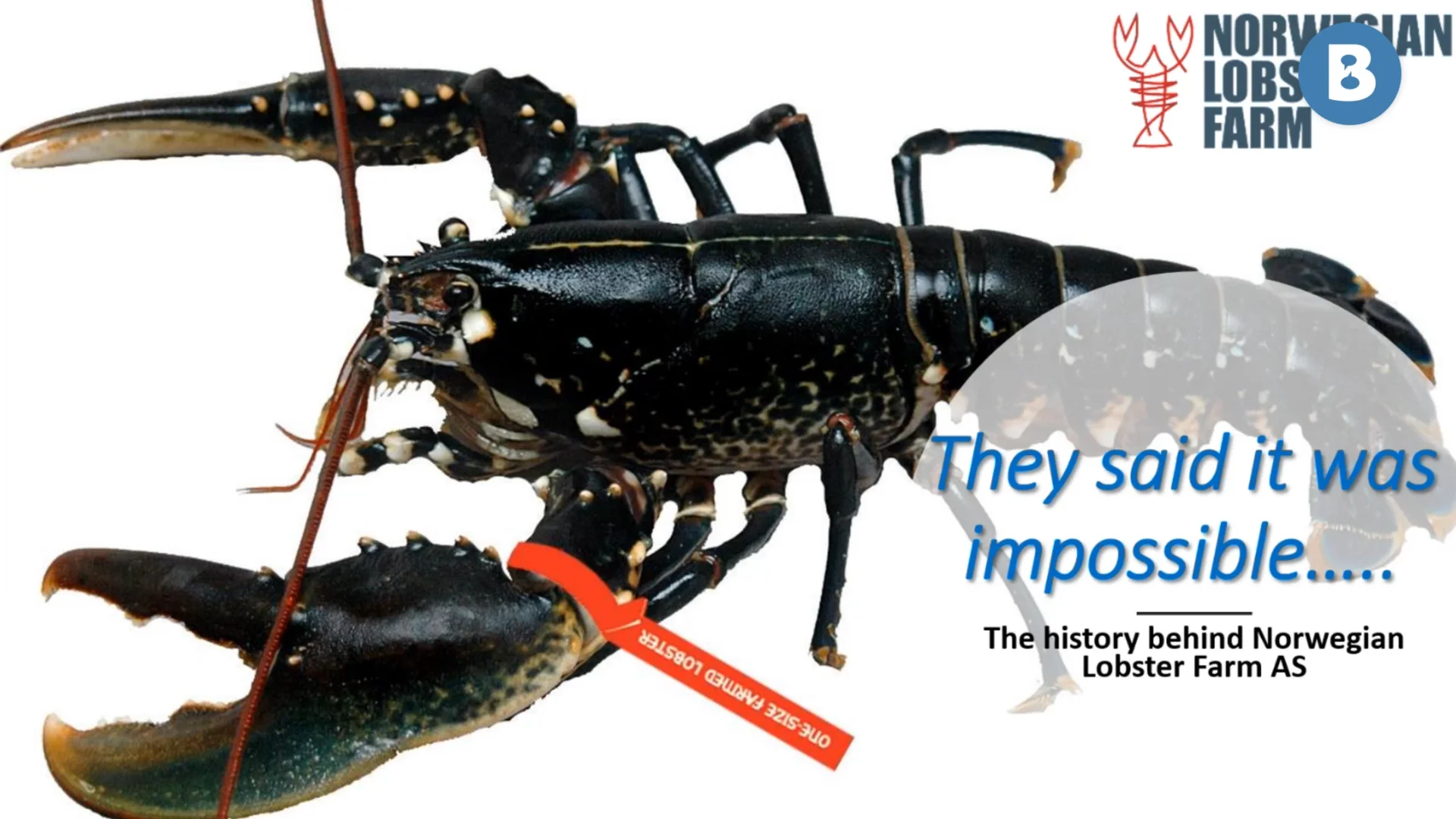 Image for Norwegian Lobster Farm og produksjon av hummer
